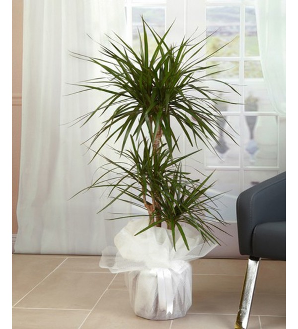 Dracena Marginata Çiçeği