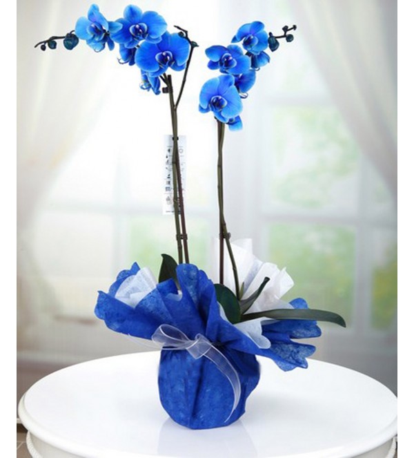 Mavi Orkide İki Dallı