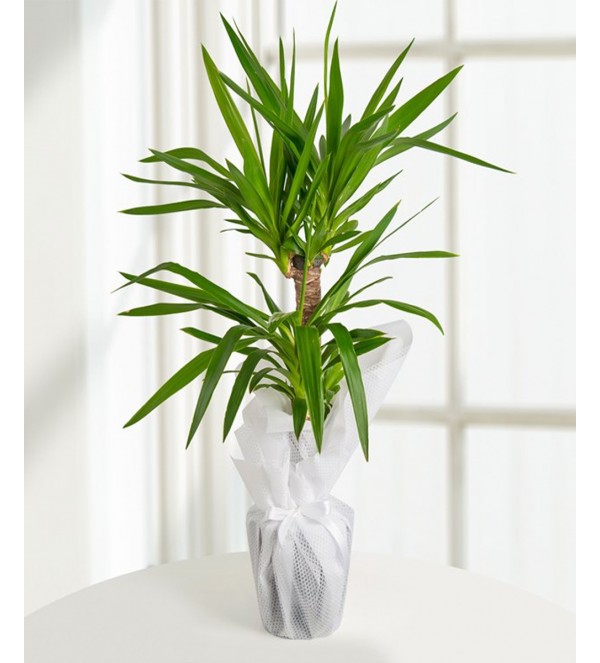 Yuka Çiçeği İkili BÜYÜK