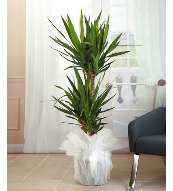 Yuka Çiçeği Üçlü BÜYÜK