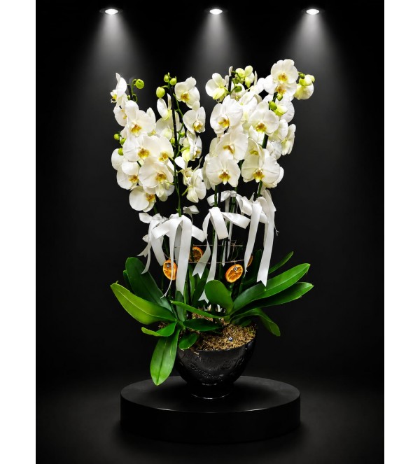 Beyaz Phalaenopsis Orkide