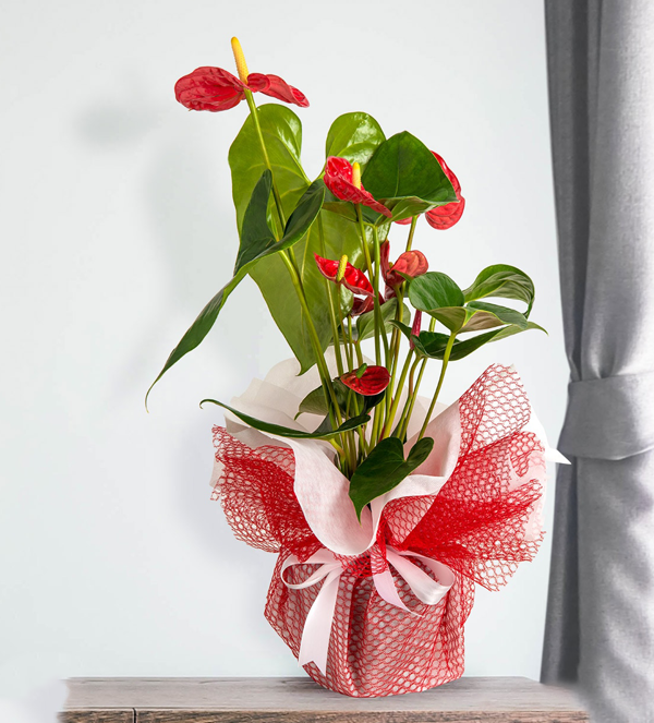 Antoryum Saksı Çiçeği