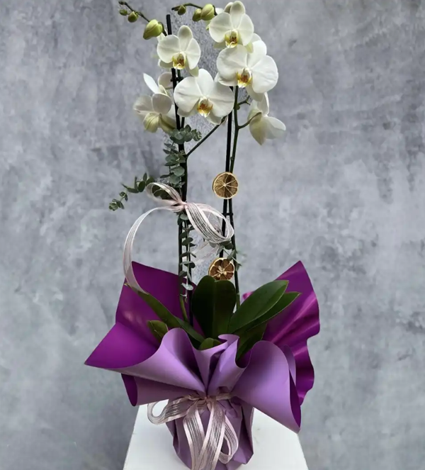 Çift Dal Beyaz Orkide