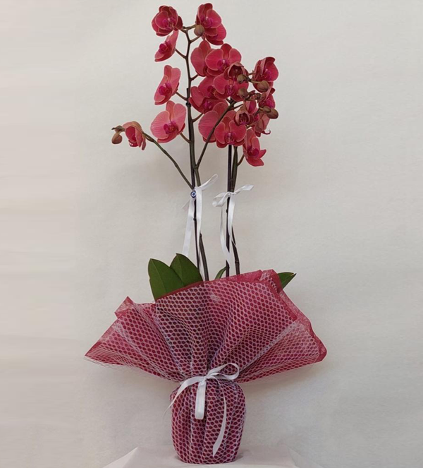 Çift Dal Mor Orkide