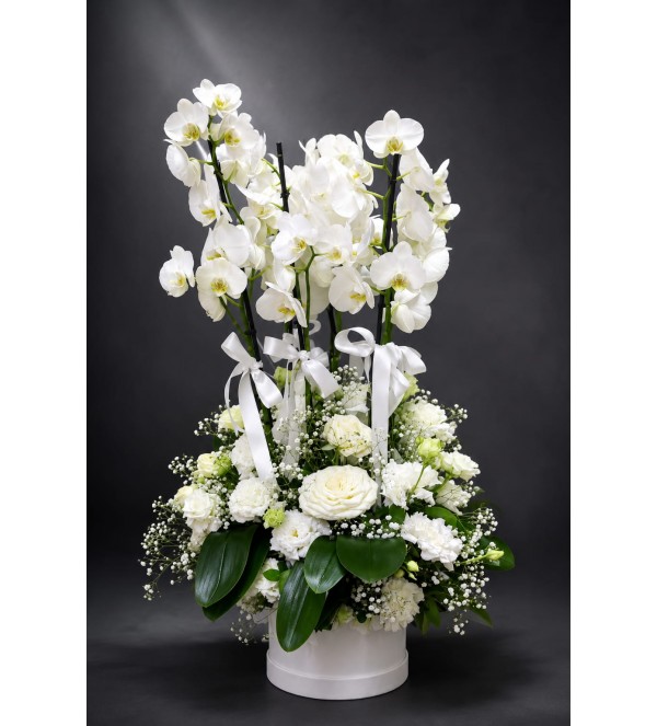 Beyaz Phalaenopsis Orkide Dünyası