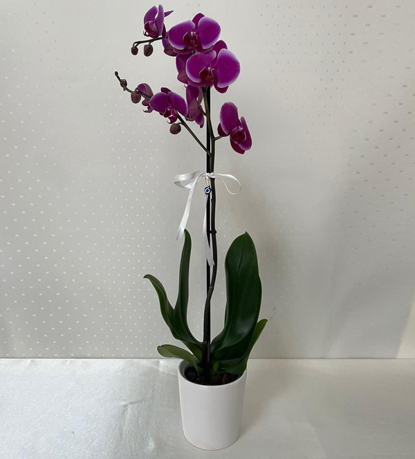 Tek Dal Mor Orkide